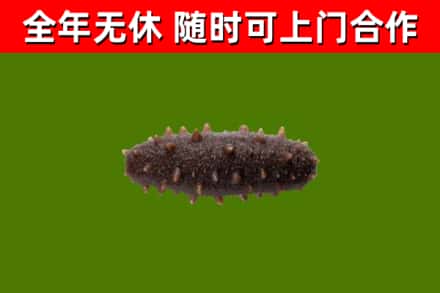 江油回收海参干
